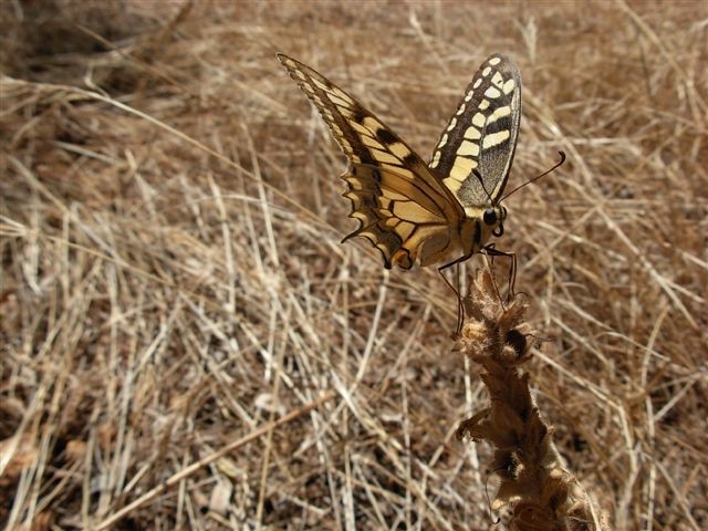 papilio machaon